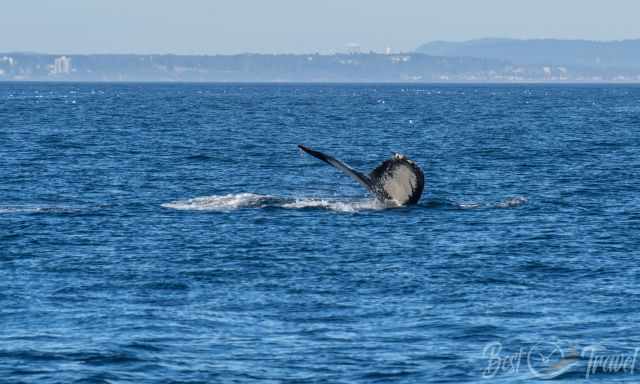 Vancouver Island Whale Watching - Whale And Orca Season Guide | Best ...